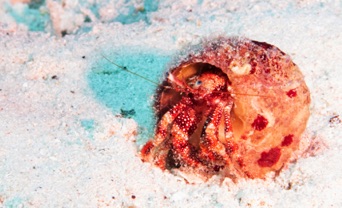Hermit Crab